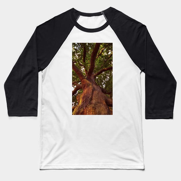 Tree Study Baseball T-Shirt by RockyBadlands